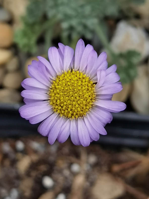 Erigeron pinnatisectus